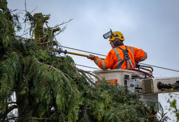 How Our Tree Care Process Works  in  Rosewood Heights, IL