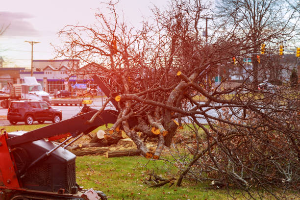 Best Fruit Tree Pruning  in Rosewood Heights, IL